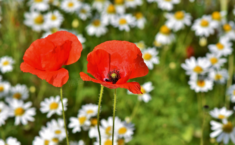 小雏菊与红色的罂粟花摄影高清图片