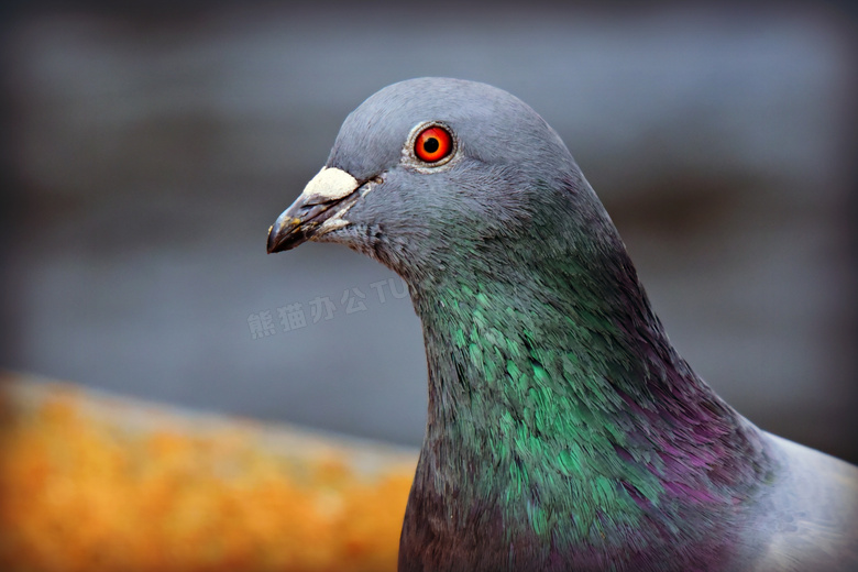 一只红眼睛的鸽子特写摄影高清图片