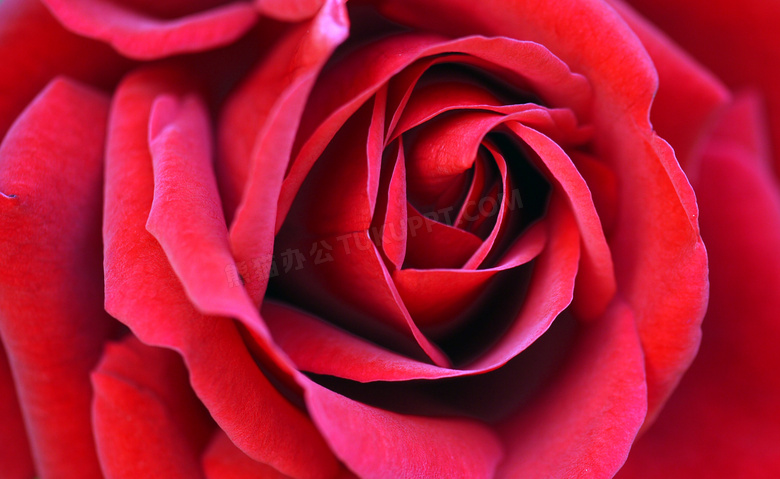 一层层包裹的红色鲜花摄影高清图片