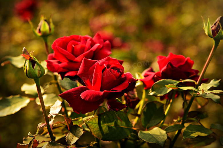 娇艳美丽的红玫瑰花朵摄影高清图片