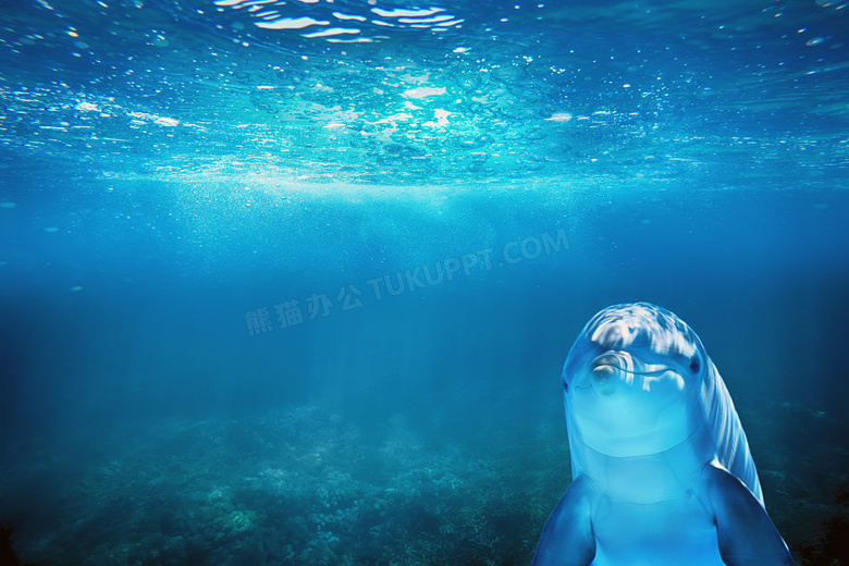 在湛蓝水中猫着的海豚摄影高清图片