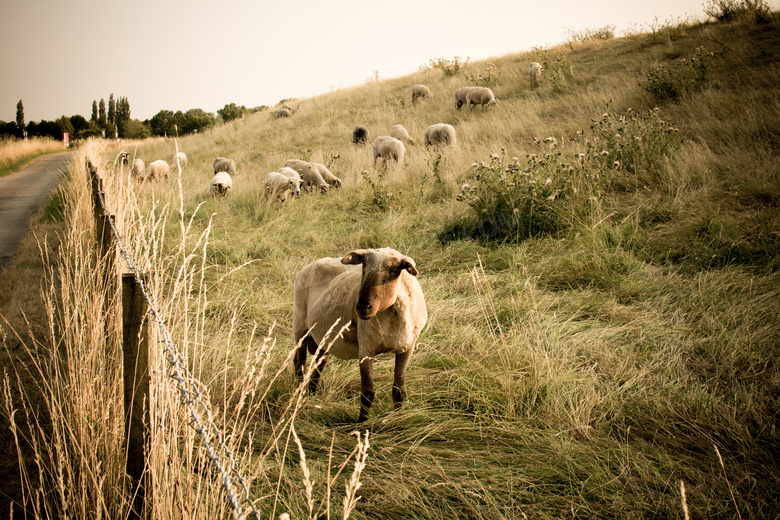 斜坡草地上的吃草羊群摄影高清图片