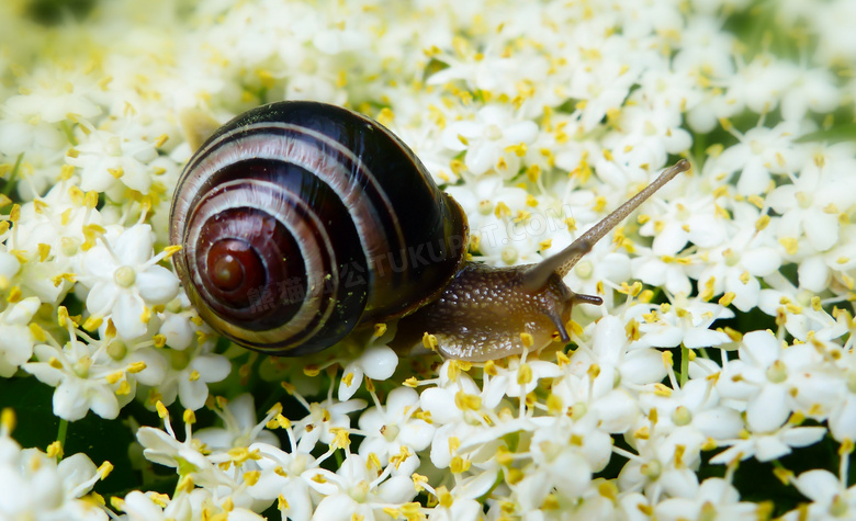 小花上缓慢爬行的蜗牛摄影高清图片