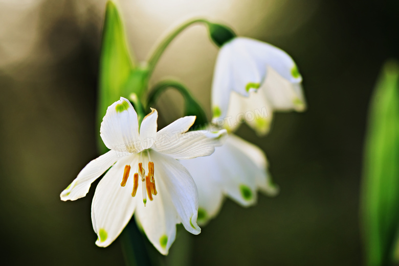 春天花期盛开着的白色花朵高清图片