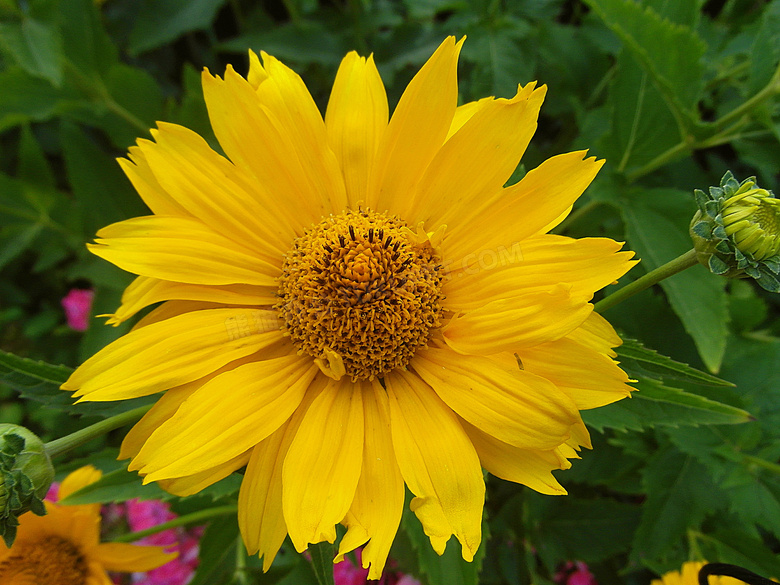 与花丛中争艳的黄菊花摄影高清图片