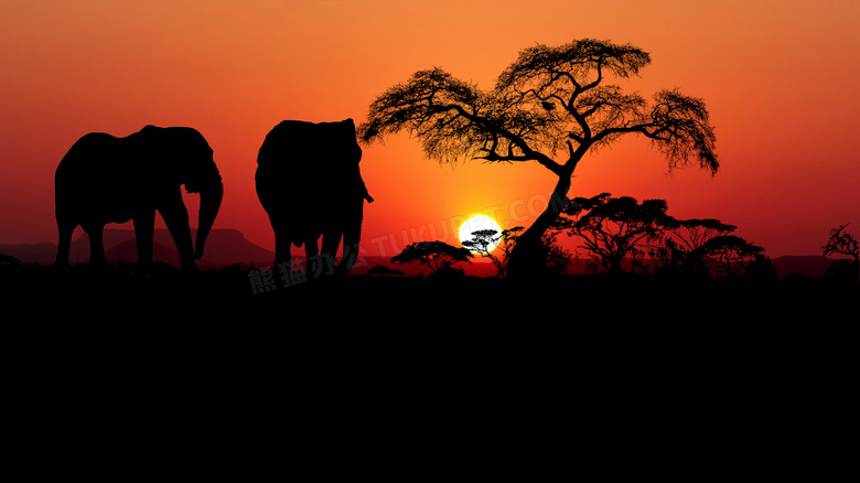夕阳西下大象树木风光摄影高清图片