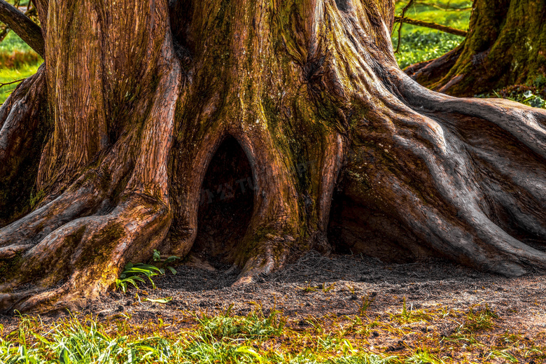 有树洞的百年大树局部摄影高清图片