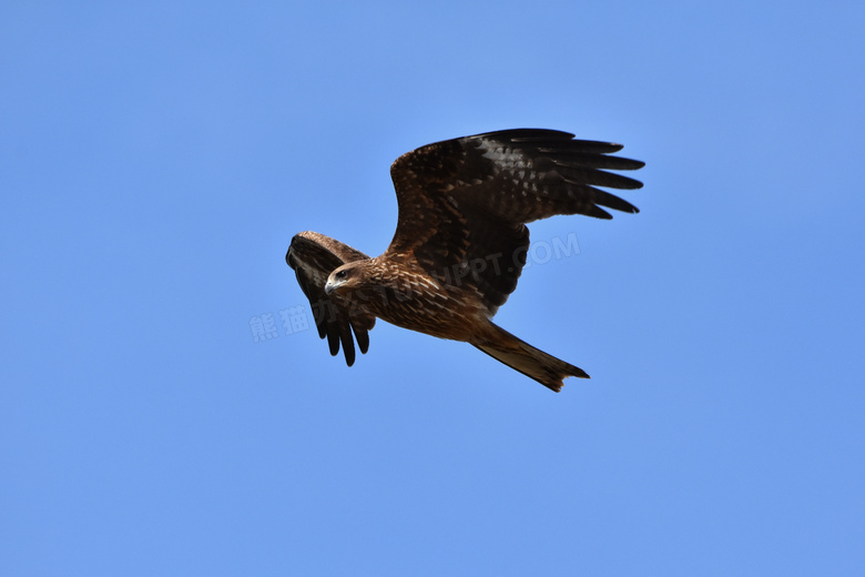 蔚蓝蓝天上的老鹰特写摄影高清图片