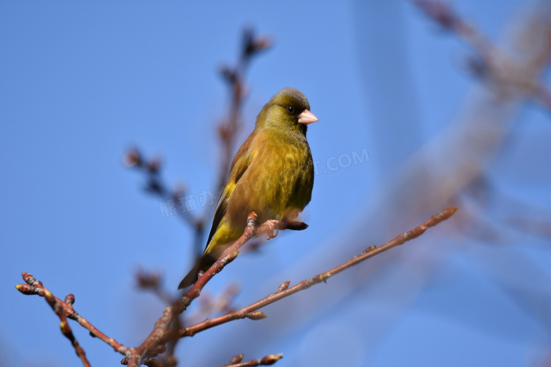 春天树枝上的小鸟特写摄影高清图片