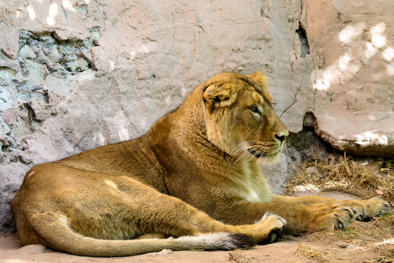 在躺着休息的狮子特写摄影高清图片