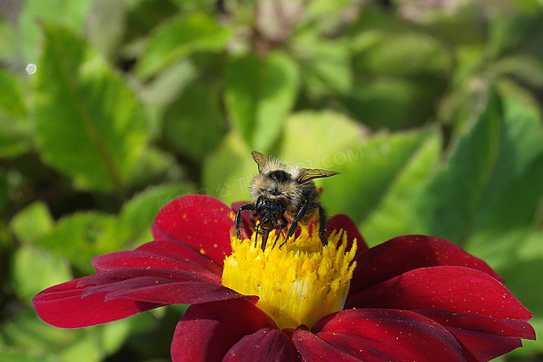 花蕊上辛勤工作的蜜蜂摄影高清图片