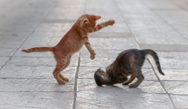 在嬉戏玩耍的两只小猫摄影高清图片