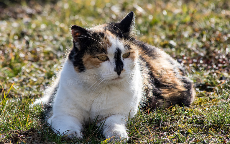 在草地趴着的猫咪特写摄影高清图片