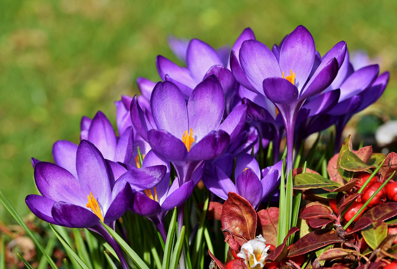 花期里绽放的紫色花卉摄影高清图片