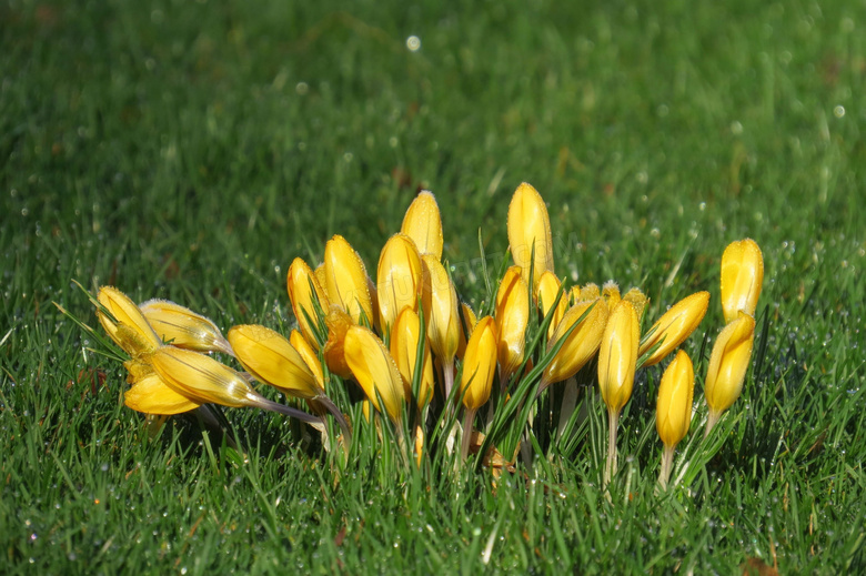 在青青草地生长的黄色花卉高清图片