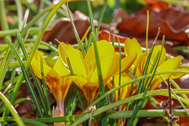 野外草丛中的黄色花卉摄影高清图片
