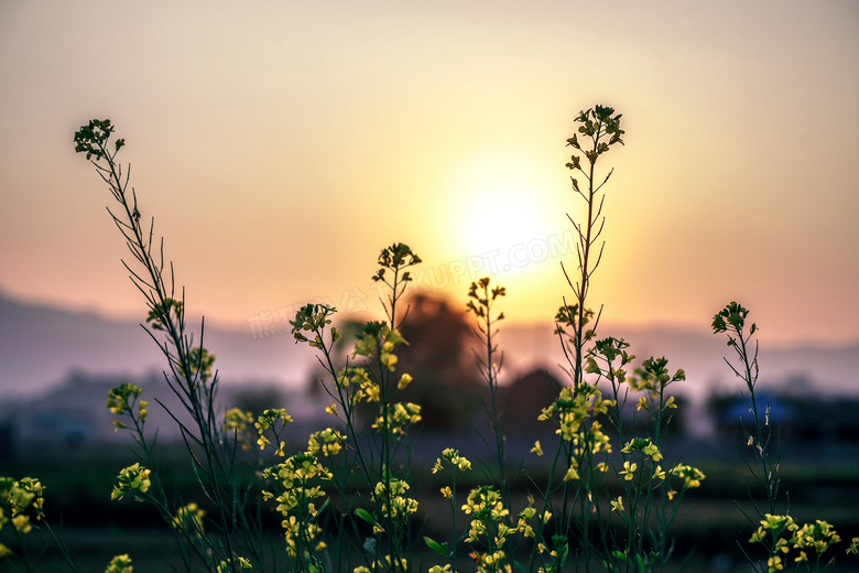 生长在野外的黄色小花摄影高清图片
