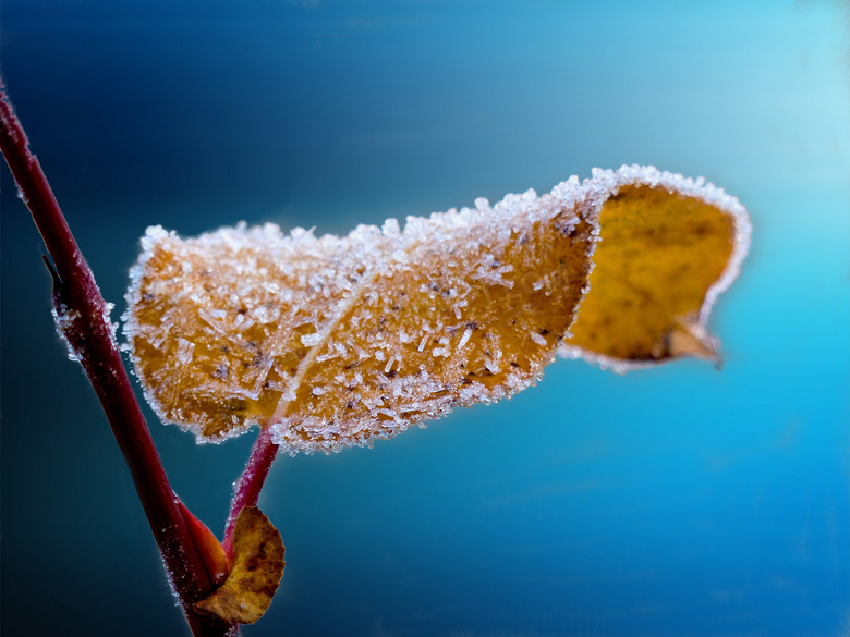 树枝上的冰霜树叶特写摄影高清图片
