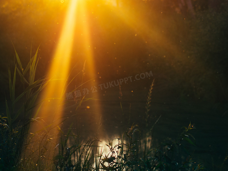 金色光线下的草丛特写摄影高清图片