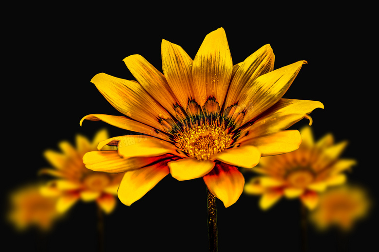 金黄色的花朵近景特写摄影高清图片