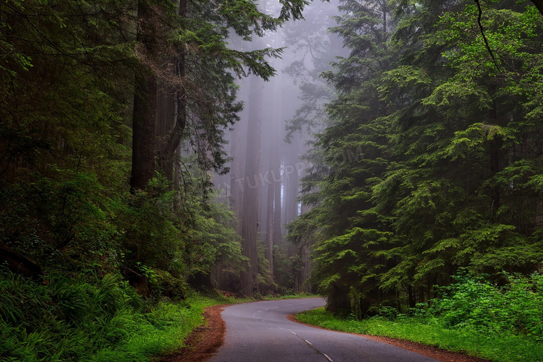 弯道处的茂密树林风光摄影高清图片