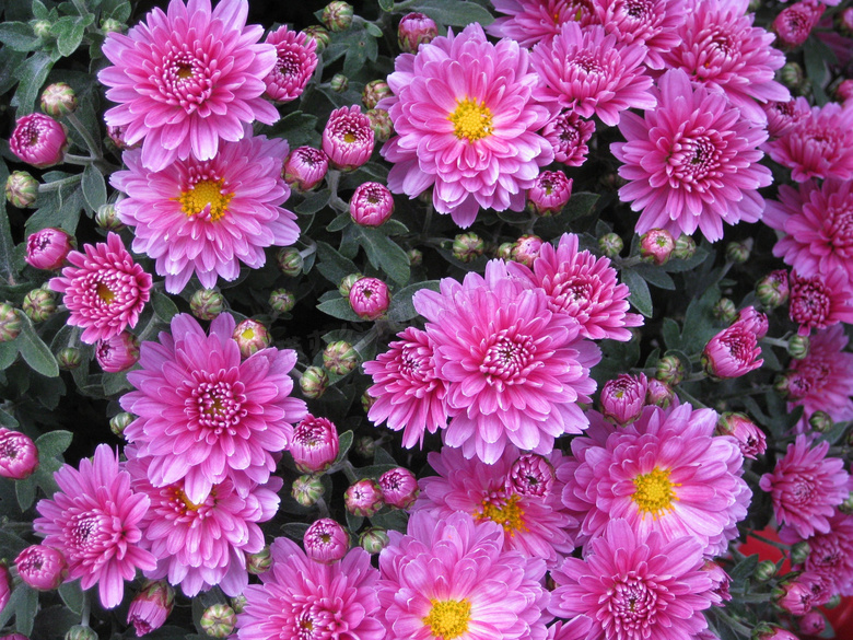 在争奇斗艳盛开的鲜花摄影高清图片