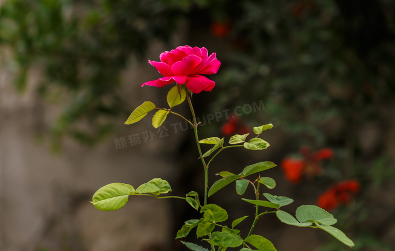 一支鲜艳的玫瑰花特写摄影高清图片