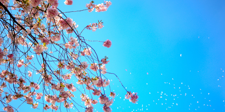 蔚蓝天空下的鲜花树枝摄影高清图片