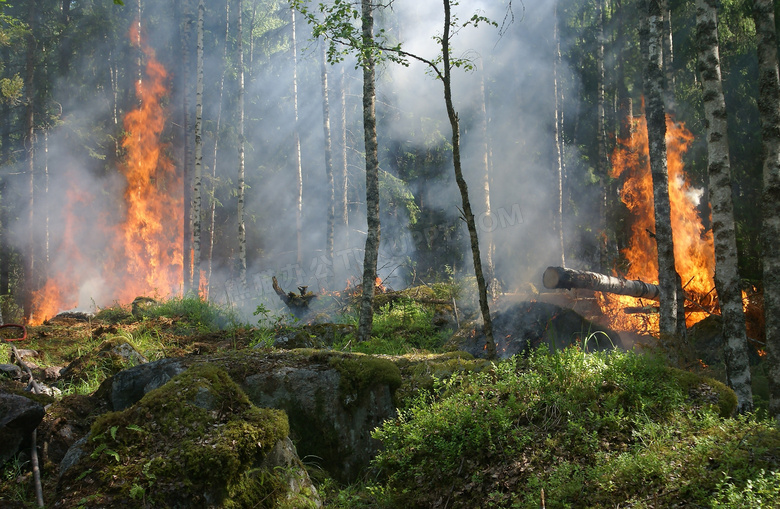 触发了山火的树林风光摄影高清图片
