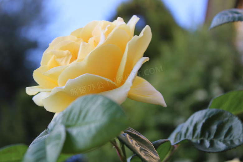 花期怒放的黄玫瑰特写摄影高清图片