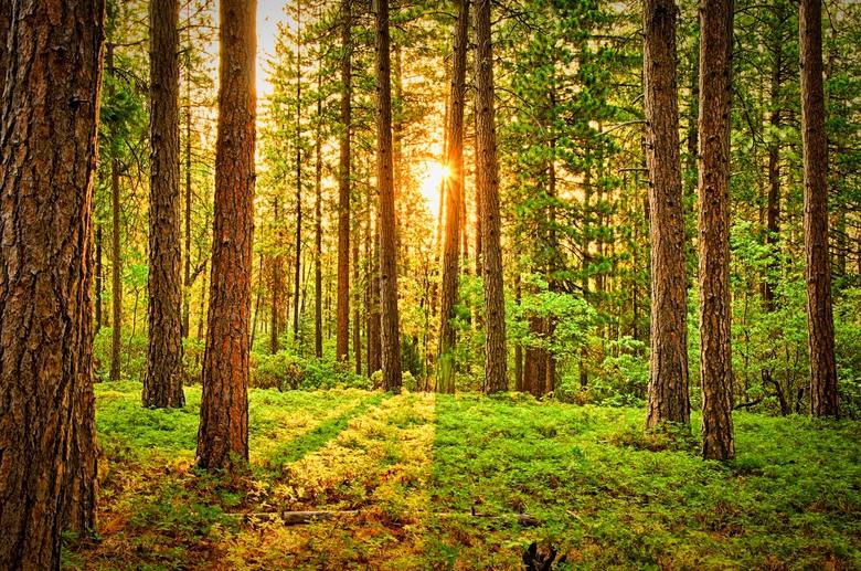 阳光照耀到的树林植被摄影高清图片