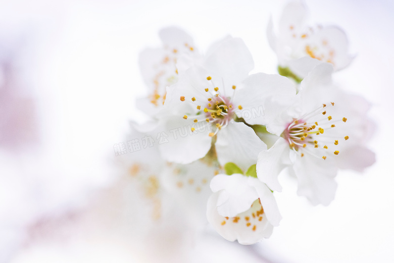 春天里盛开的白色樱花摄影高清图片