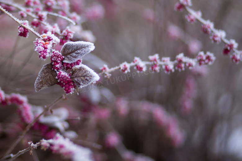冰霜结晶后的树枝果实摄影高清图片