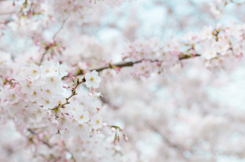 春天里的枝头樱花特写摄影高清图片