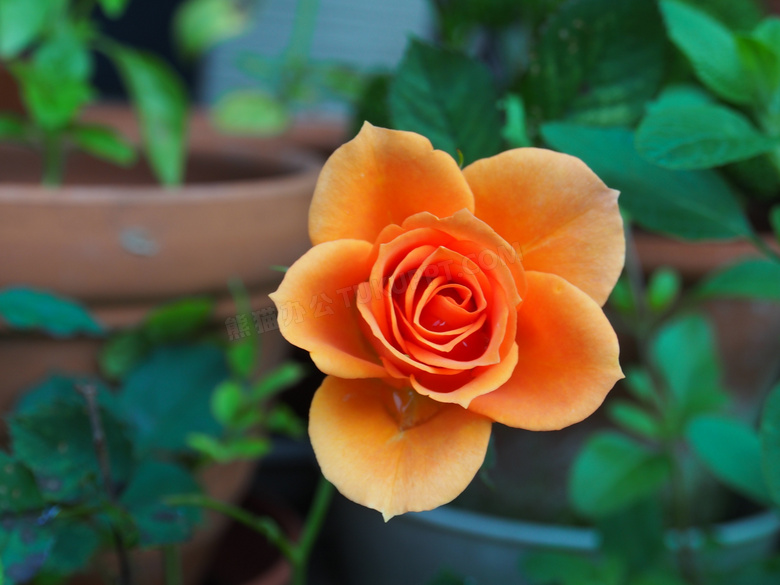 花盆里的玫瑰鲜花特写摄影高清图片