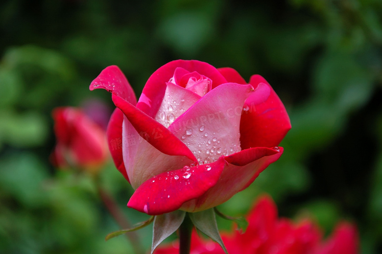 被雨水打湿的红色玫瑰摄影高清图片