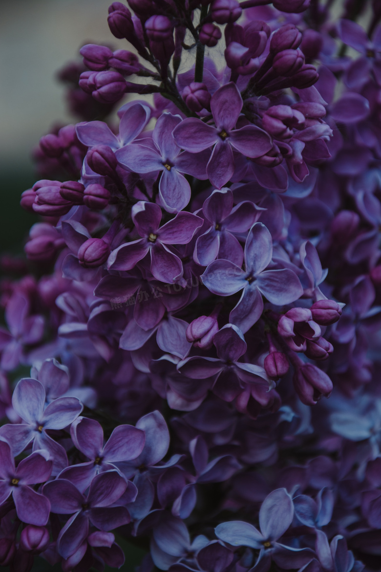 暗紫色的丁香花朵特写摄影高清图片