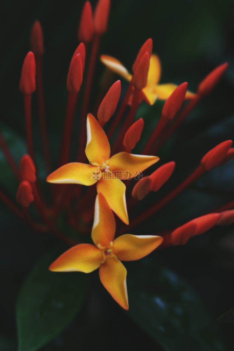 开花 特写 植物区系