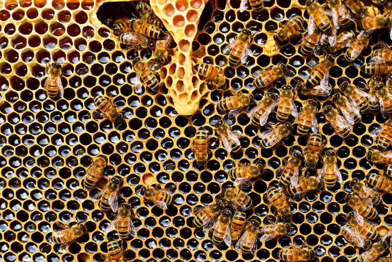 在蜂窝上繁忙工作的蜜蜂们高清图片