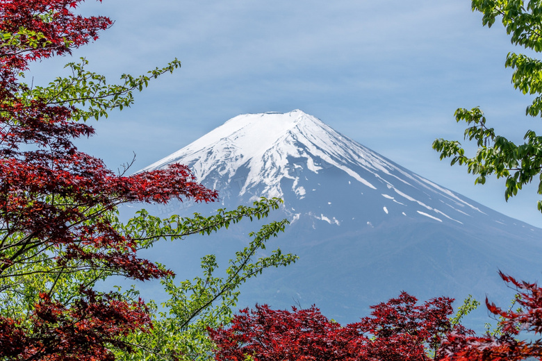 在树枝映衬中的富士山摄影高清图片
