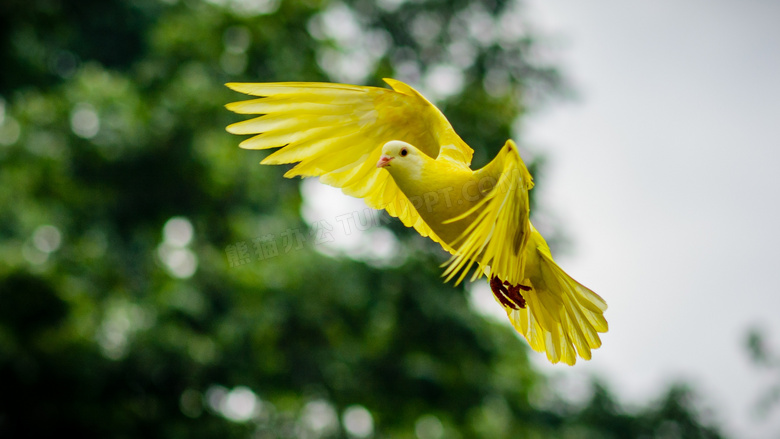 在展翅飞翔的黄色小鸟摄影高清图片