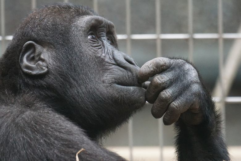 做思考状的黑猩猩特写摄影高清图片