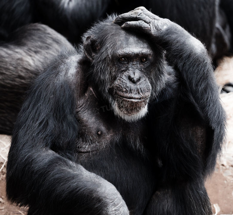 手摸着头的大猩猩特写摄影高清图片