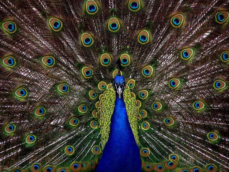 展开色彩艳丽羽毛的蓝孔雀高清图片