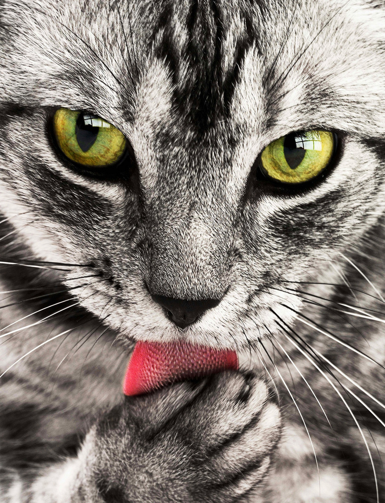 伸着红舌头的猫咪特写摄影高清图片