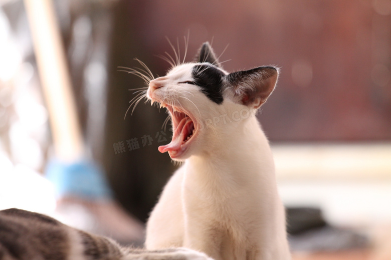 一只犯困的小猫咪特写摄影高清图片