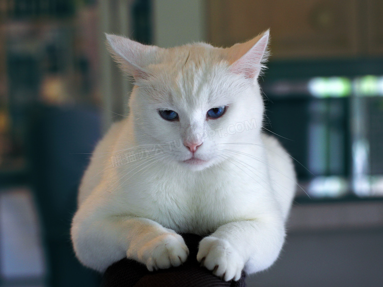 蓝眼睛的白猫动物特写摄影高清图片
