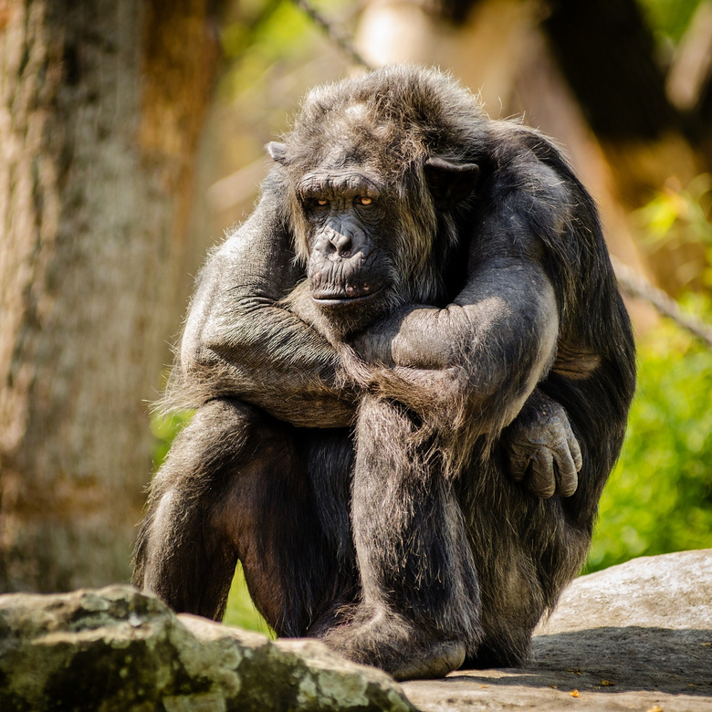 坐着的黑猩猩近景特写摄影高清图片