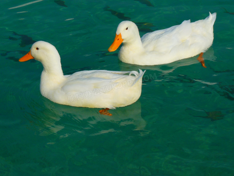 水中游水的两只小鸭子摄影高清图片