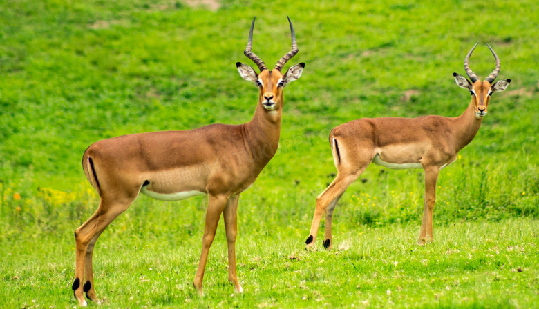 青青草原上的两头羚羊摄影高清图片